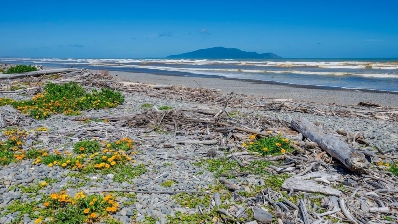 Photo of Others in Te Horo Beach