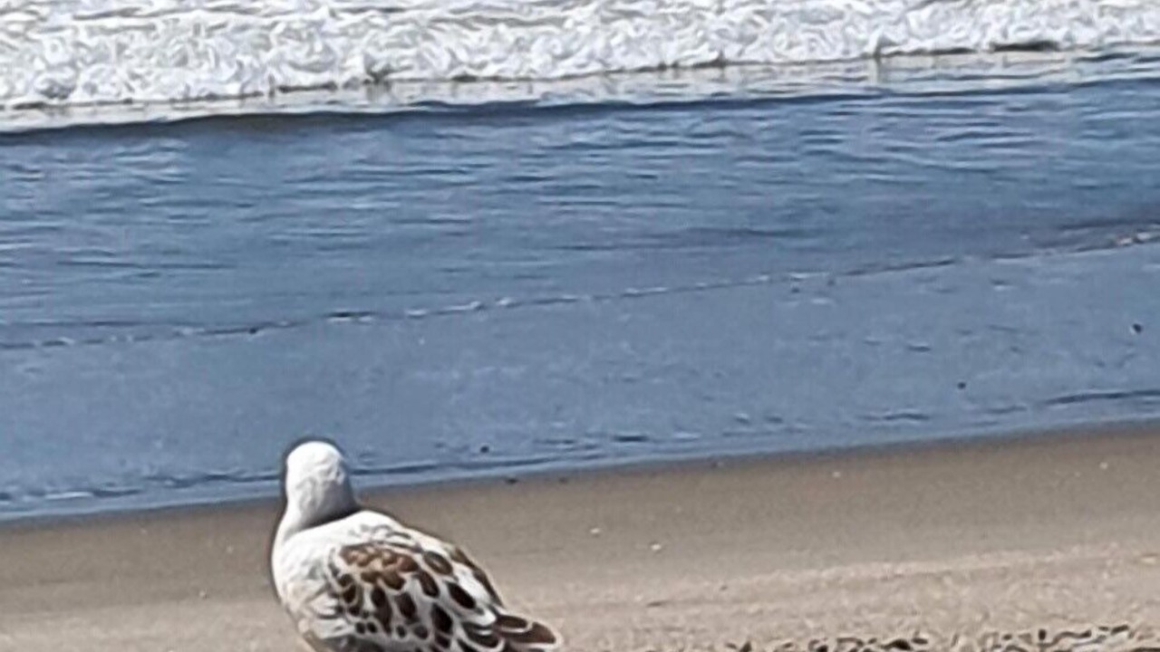 Photo of Others in Rings Beach
