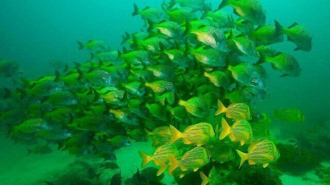 Photo of Others in Cabo Pulmo