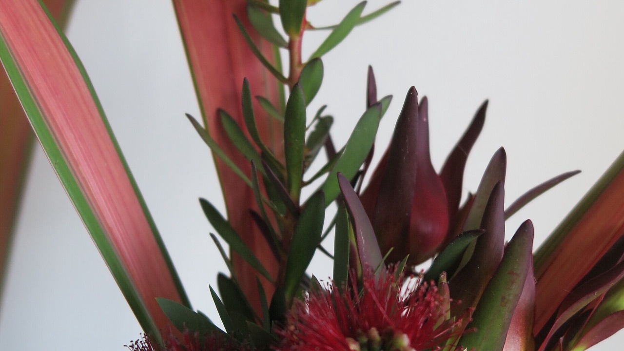 Photo of Others in Tawharanui
