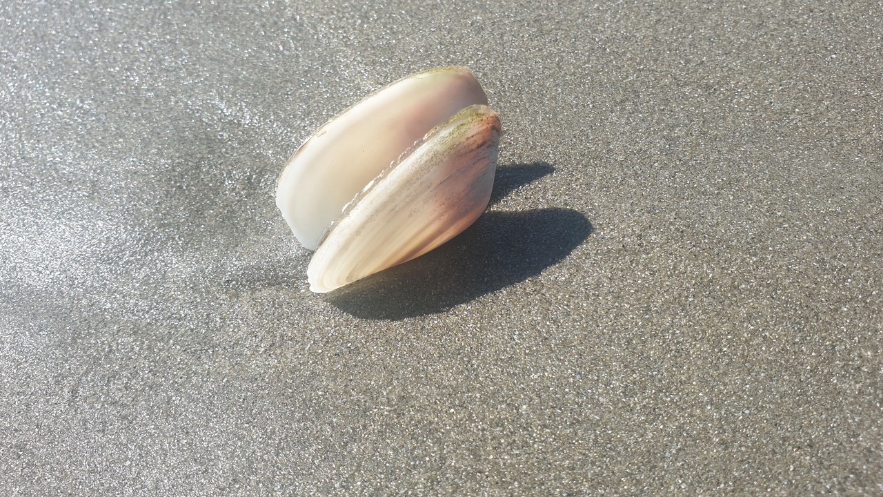 Photo of Others in Waihi Beach
