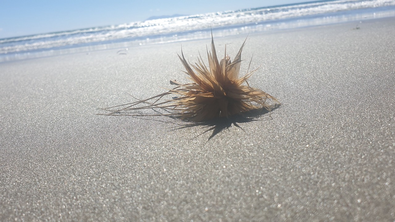 Photo of Others in Waihi Beach