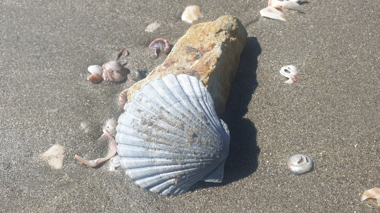 Photo of Others in Waihi Beach