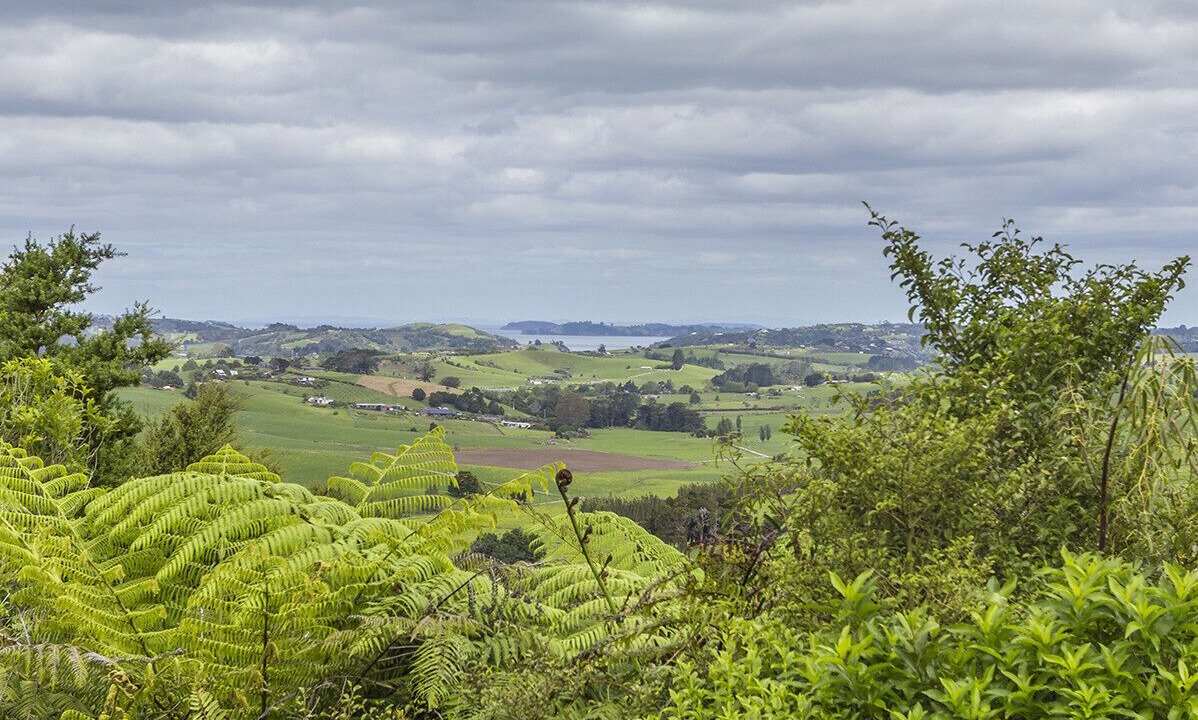 Photo of Others in Matakana