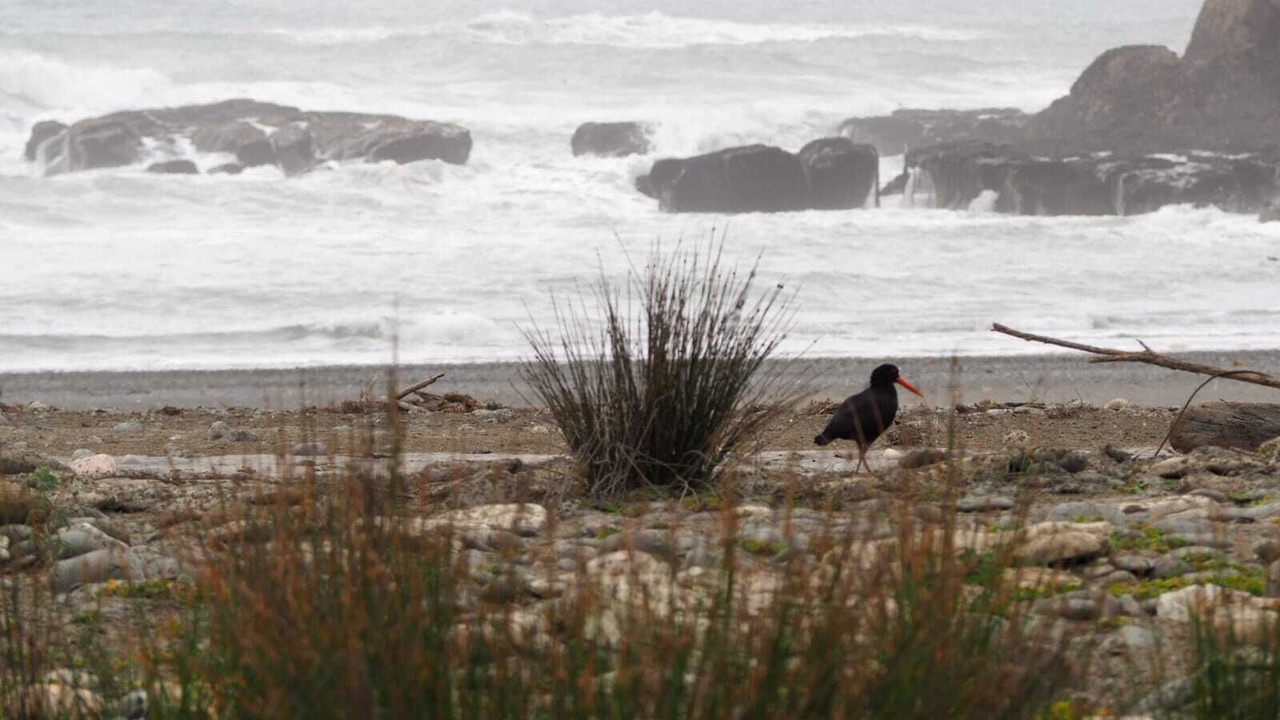 Photo of Others in Punakaiki