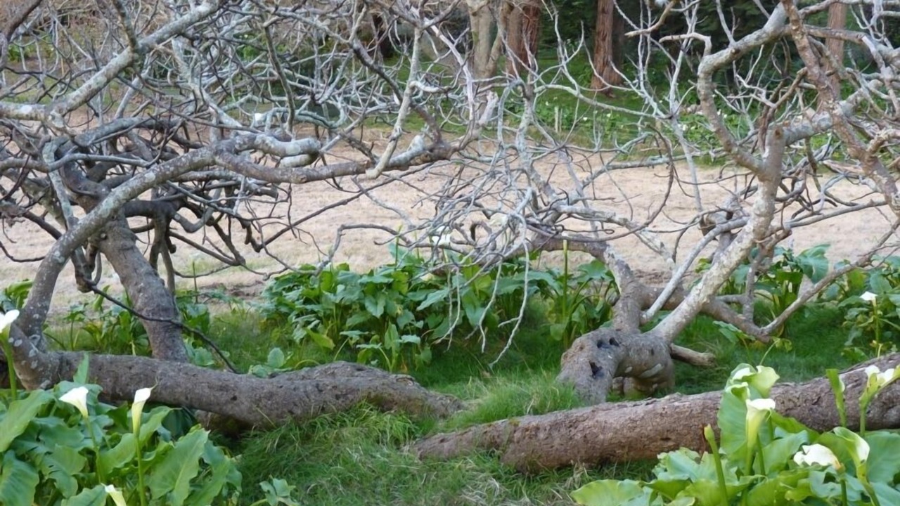Photo of Others in South Head