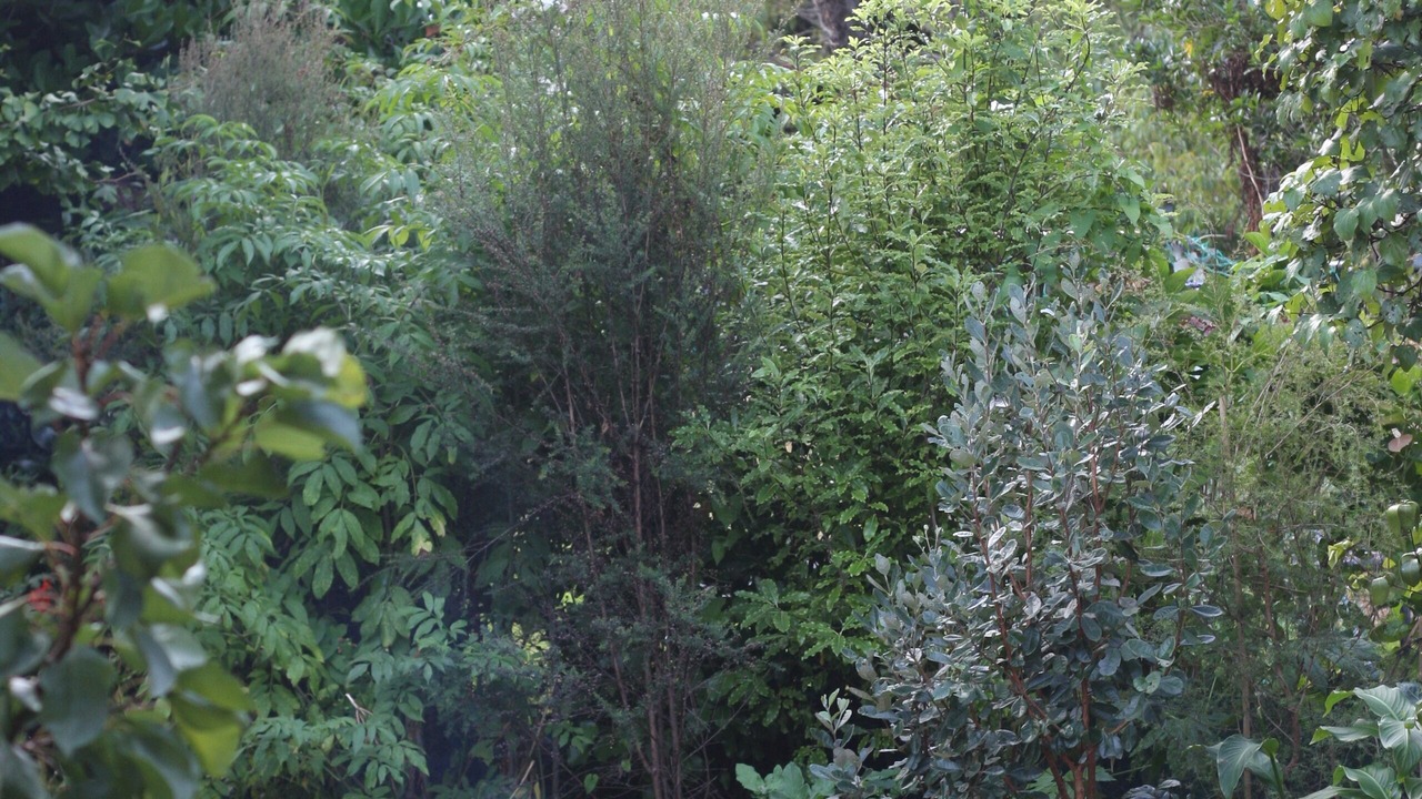 Photo of Others in Raumati South