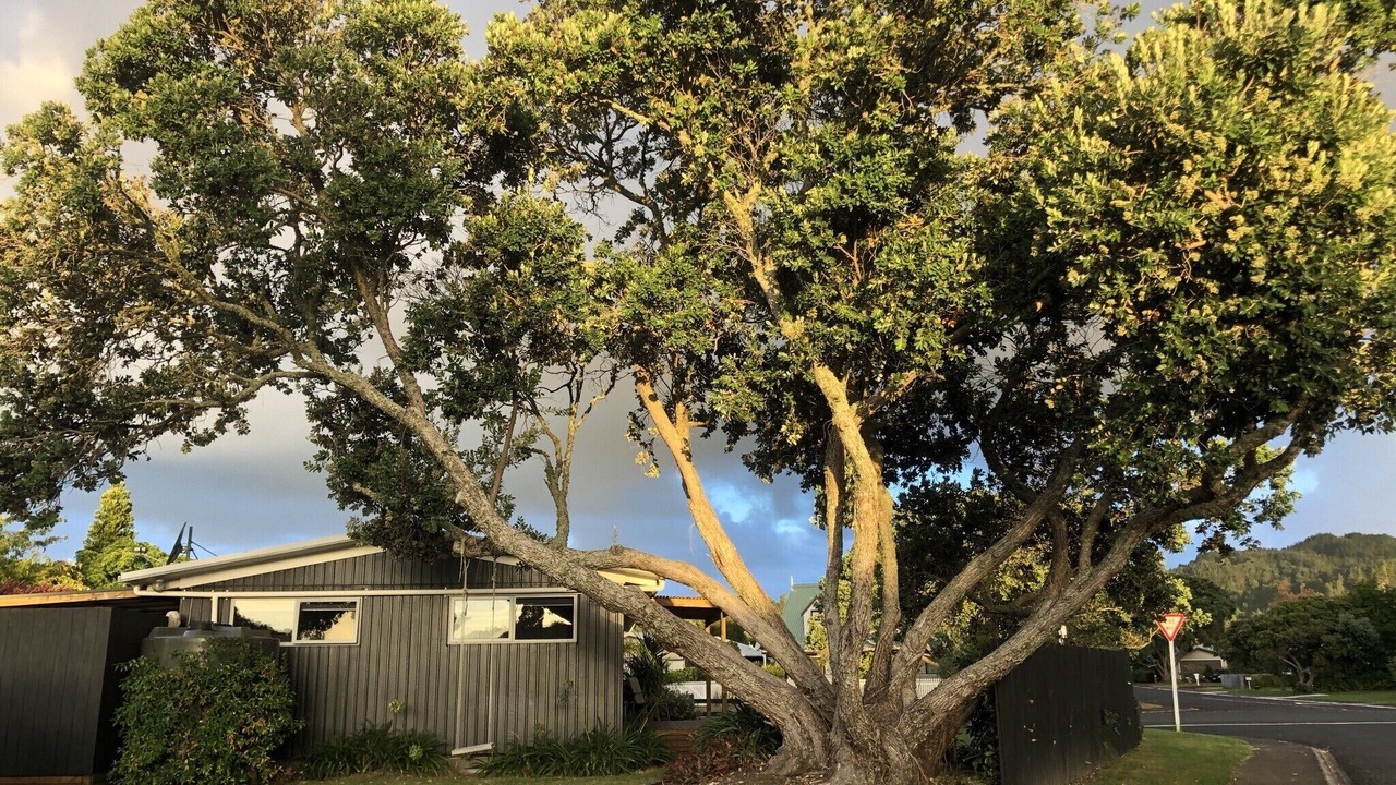 Photo of Others in Whitianga
