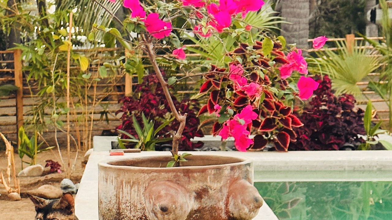 Photo of Outdoor in Saladita