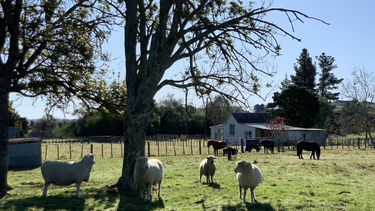 Photo of Outdoor in Kiwitea