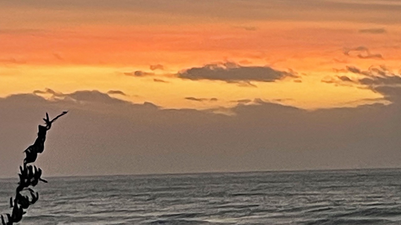 Photo of Others in Raumati South