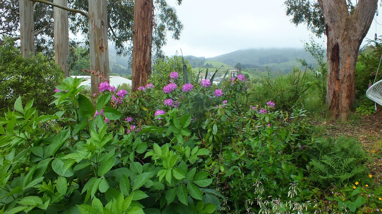 Photo of Outdoor in Dunedin