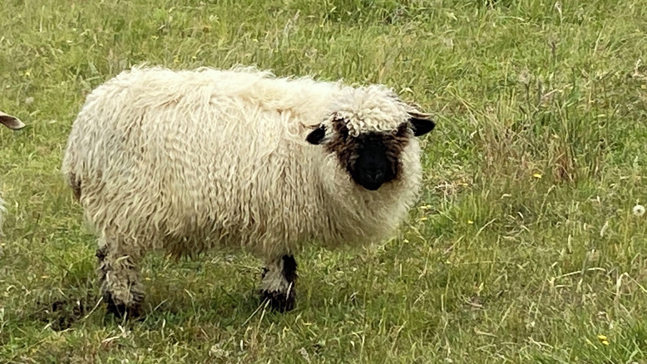Photo of Others in Upper Moutere
