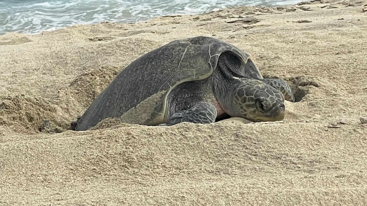 Photo of Others in San Jose del Cabo