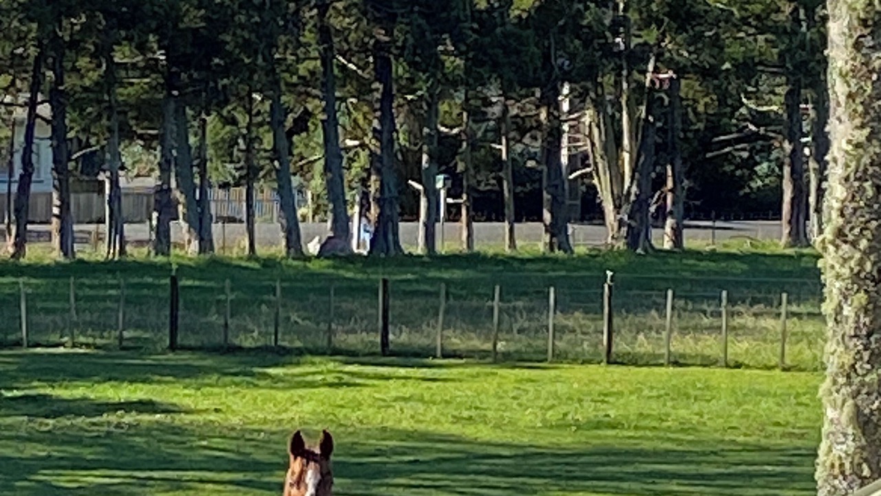 Photo of Others in Kumeu