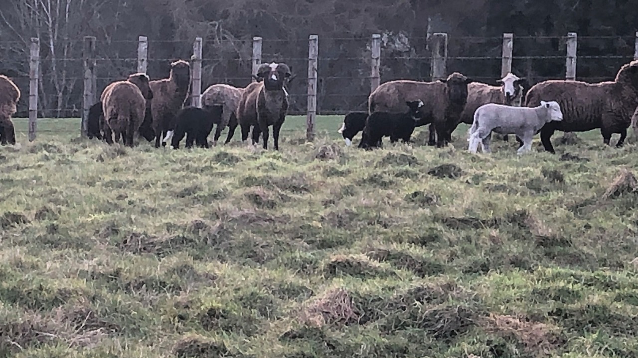 Photo of Others in Rangiwahia