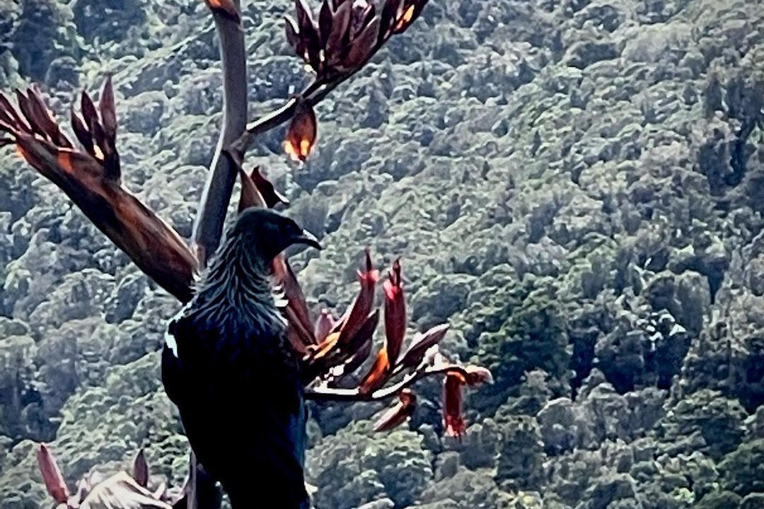 Photo of Others in Otira