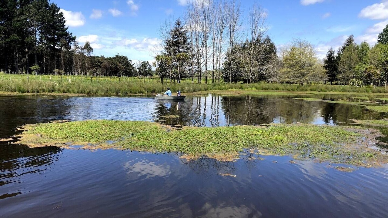Photo of Others in Waimauku