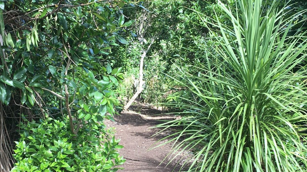 Photo of Others in Bethells Beach