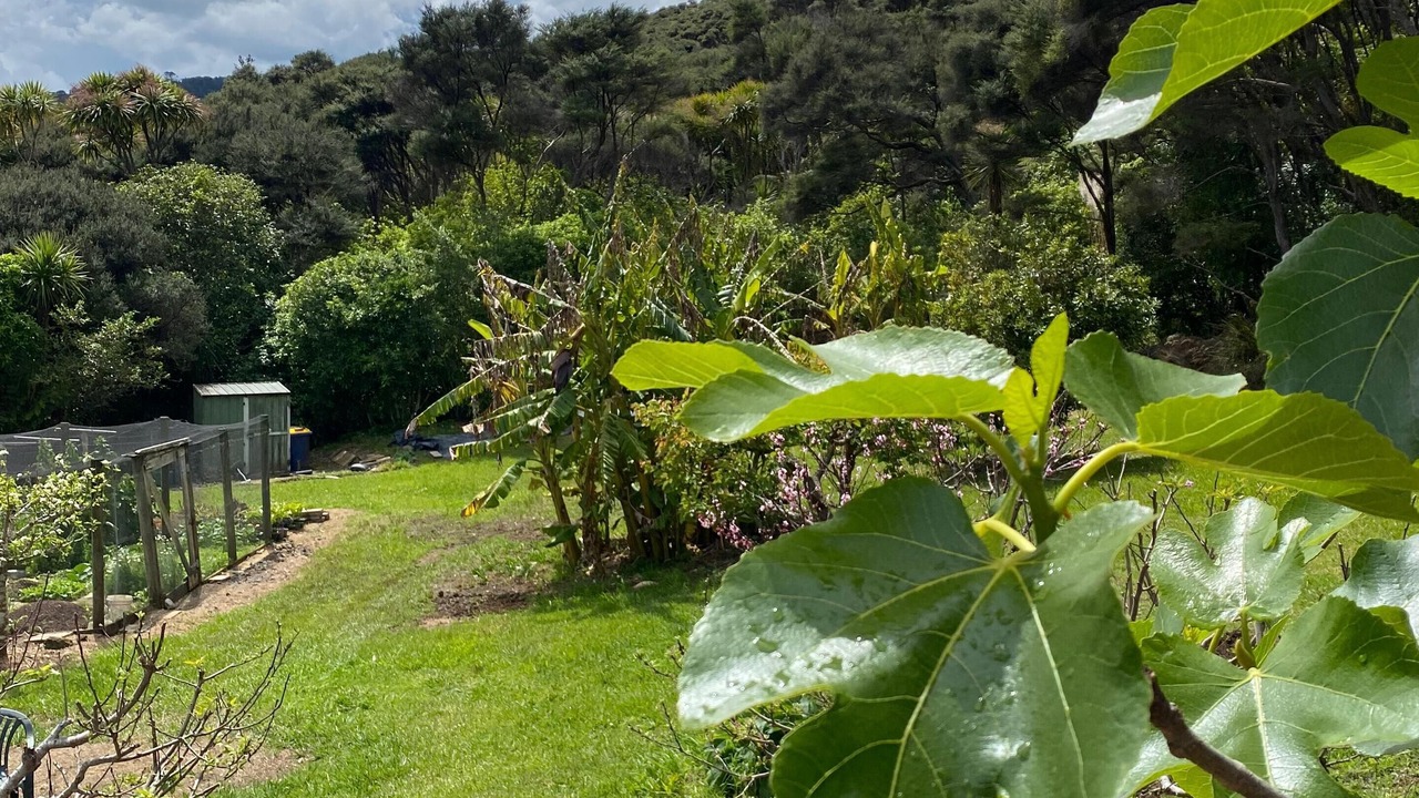 Photo of Outdoor in Bethells Beach