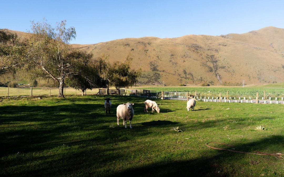 Photo of Others in Mackenzie Country