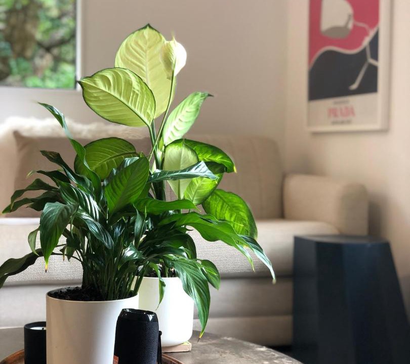 Photo of Livingroom in Whangateau