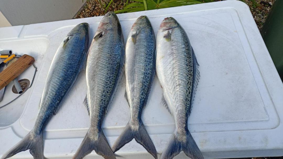 Photo of Others in Arkles Bay