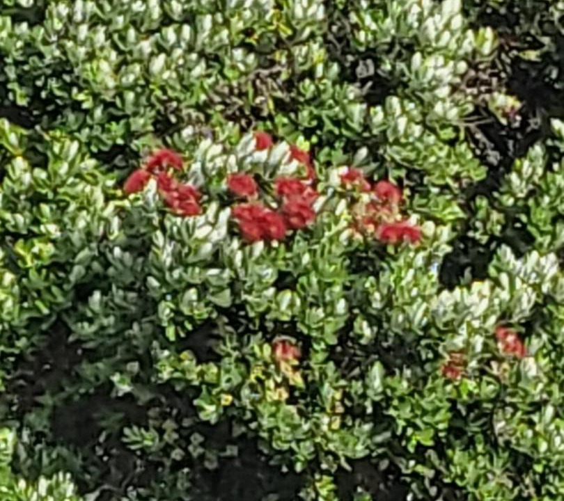 Photo of Outdoor in Arkles Bay
