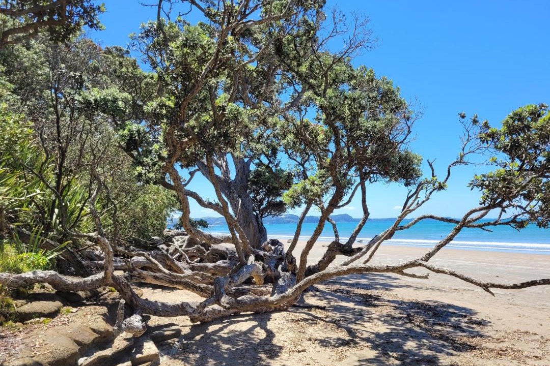 Photo of Others in Red Beach