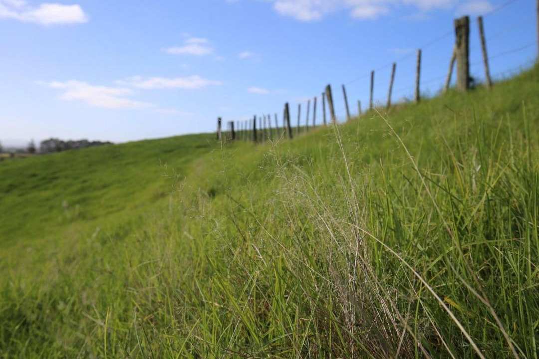 Photo of Others in Helensville