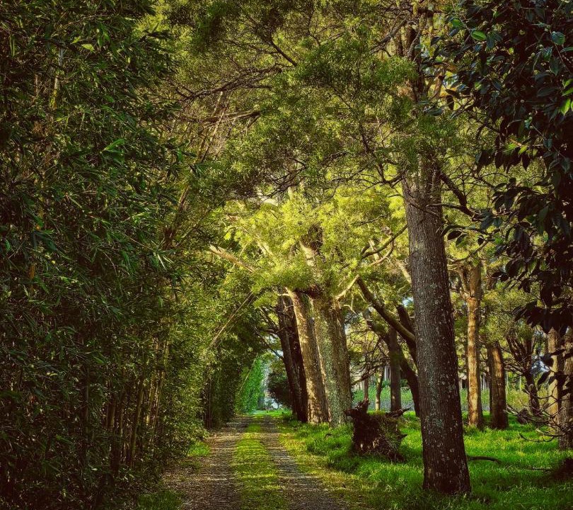Photo of Outdoor in Tawharanui
