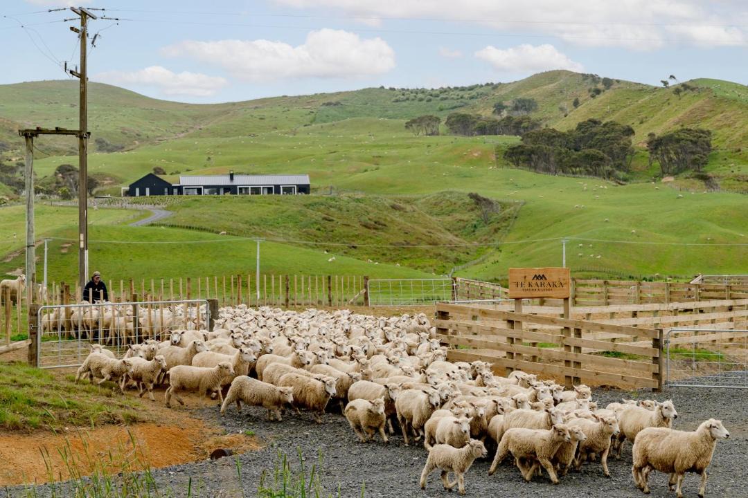 Photo of Others in Te Akau