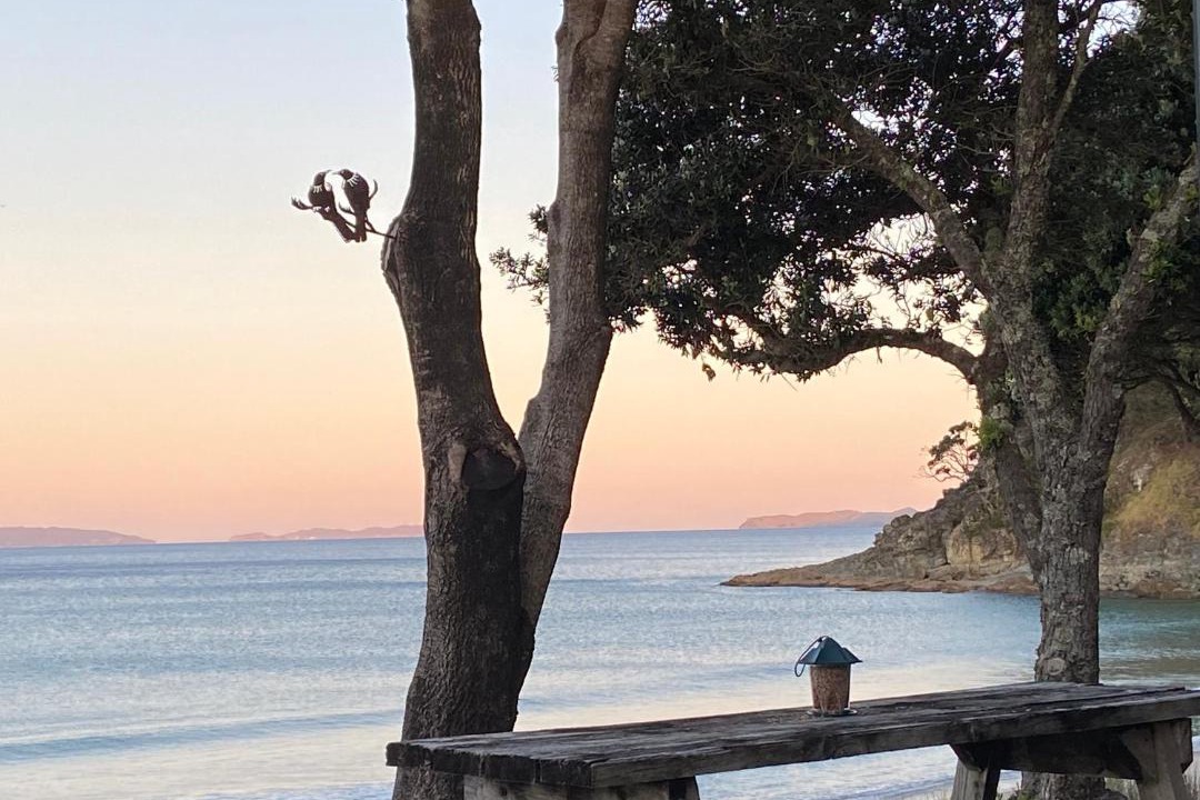 Photo of Others in Whangapoua