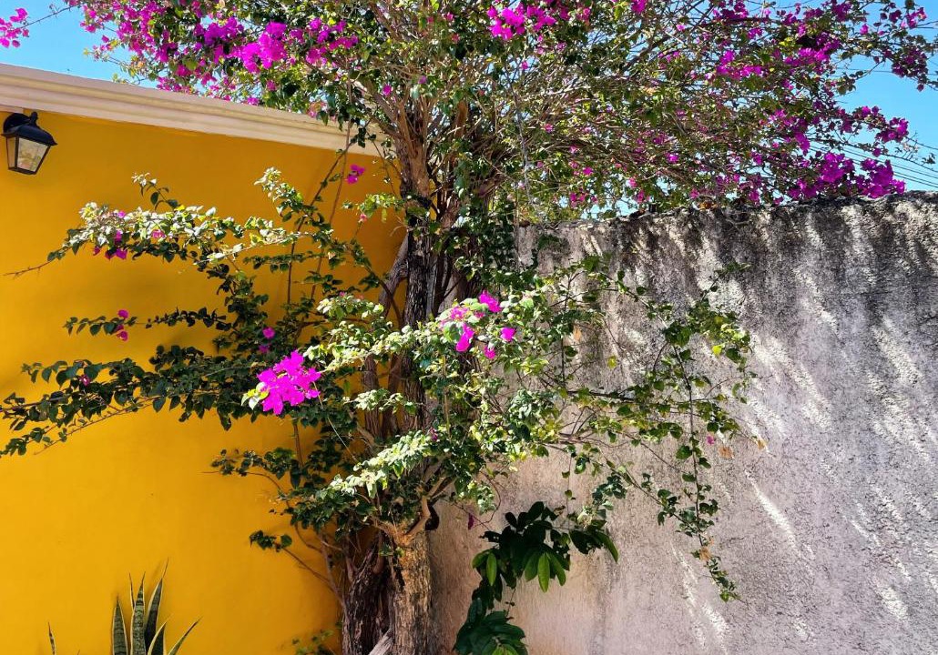 Photo of Others in Campeche