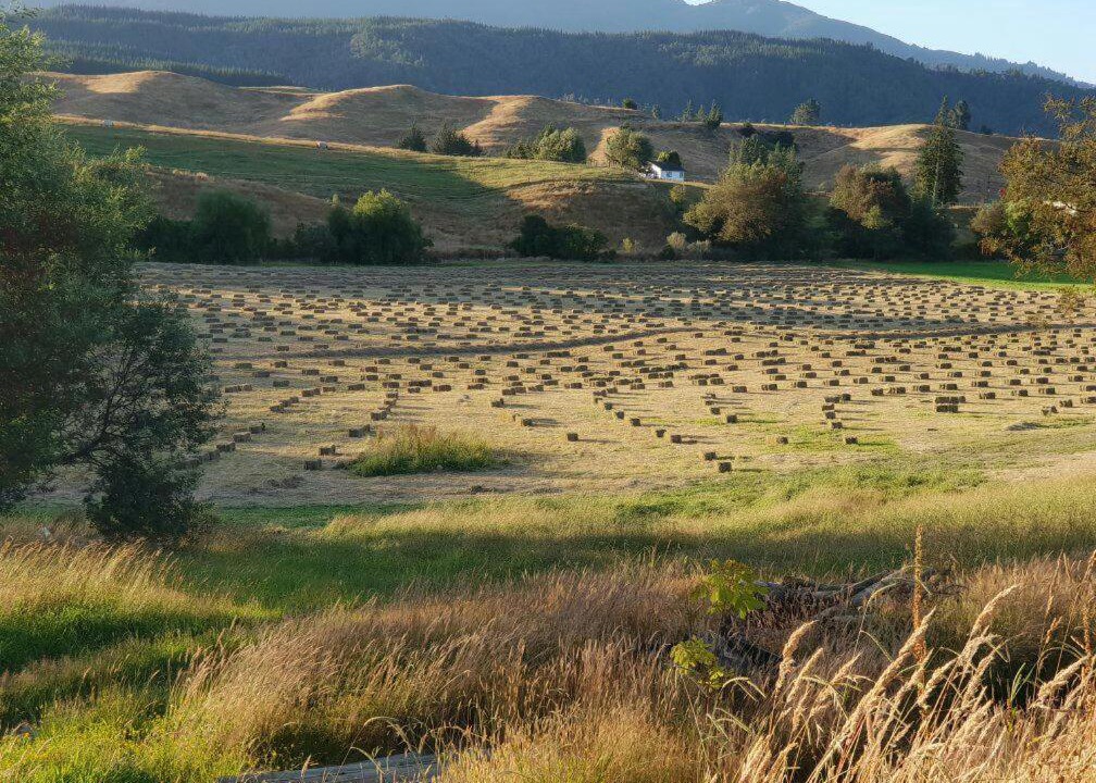 Photo of Others in Motueka