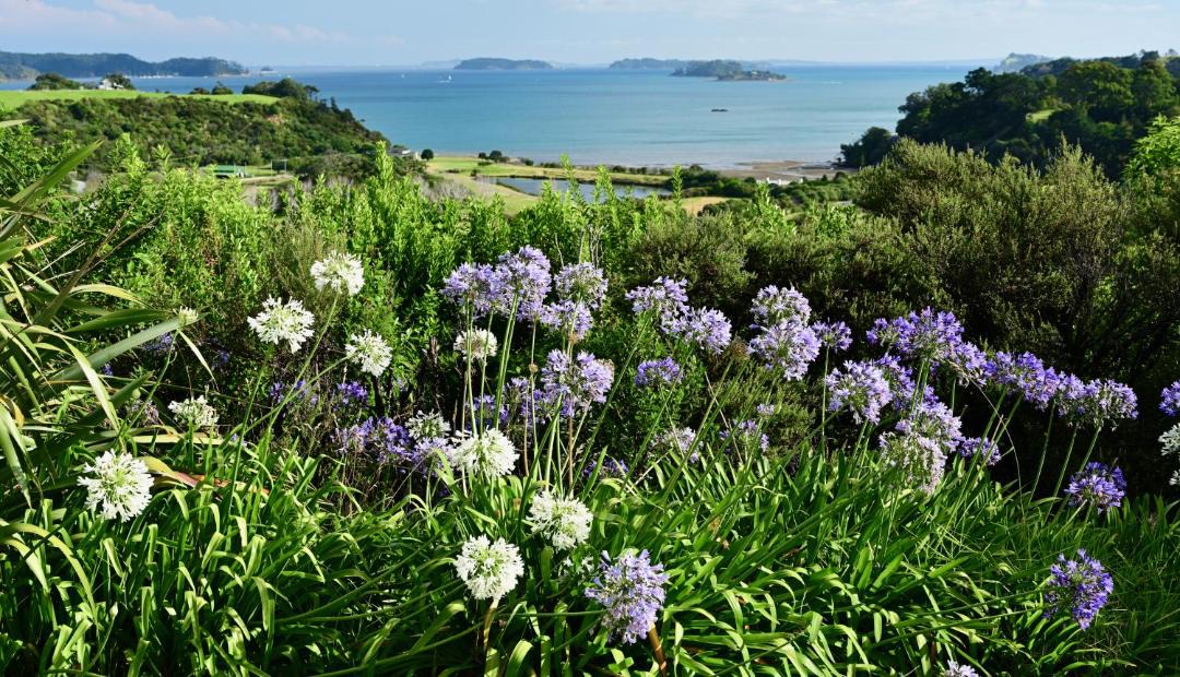 Photo of Outdoor in Tawharanui