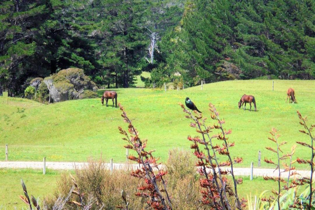 Photo of Others in Puponga