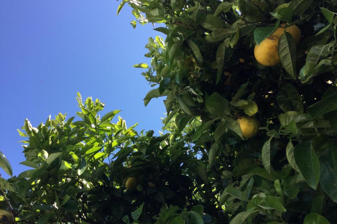 Photo of Outdoor in Martinborough